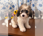 Litter of 3 - Male(s) and Female(s) Cockapoo (Miniature)Litter of Puppies for Sale - Photo #12