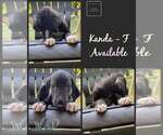 Small Photo #6 Great Dane Puppy For Sale in KANSAS CITY, MO, USA