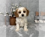 Small Photo #3 Cavapoo (Standard) Puppy For Sale in GREENFIELD, IN, USA