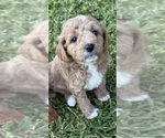 Puppy 7 Goldendoodle (Miniature)