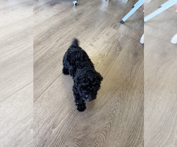 Medium Photo #2 Poodle (Toy) Puppy For Sale in SPERRY, OK, USA