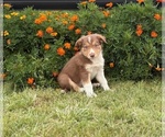 Small #2 Border Collie-Bordoodle Mix
