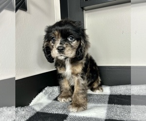 Cocker Spaniel Puppy for sale in FRANKLIN, IN, USA