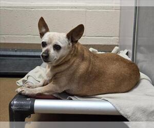 Chihuahua Dogs for adoption in Martinez, CA, USA