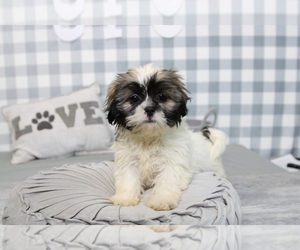 Shih Tzu Puppy for sale in MARIETTA, GA, USA