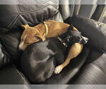 Small #1 Labrador Retriever Mix