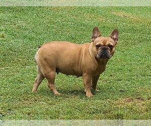 Mother of the French Bulldog puppies born on 09/24/2022