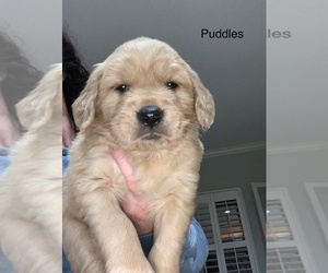 Golden Retriever Puppy for sale in DALY CITY, CA, USA