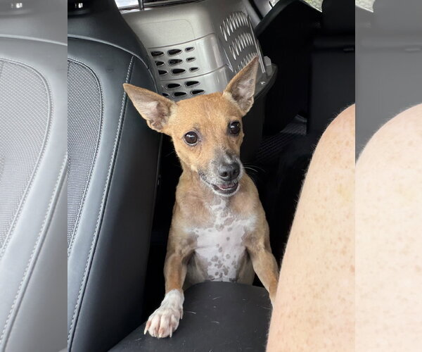 Medium Photo #1 Rat Terrier Puppy For Sale in Orlando, FL, USA