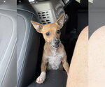 Jack - Male Rat Terrier Dog for Adoption - Small photo