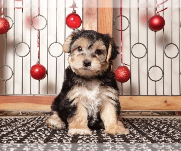 Medium Photo #5 Yo-Chon Puppy For Sale in NAPLES, FL, USA