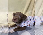 Small #2 Boxer Mix