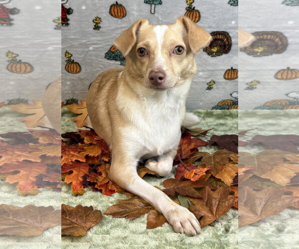 Medium Photo #1 Mutt Puppy For Sale in Wetumpka, AL, USA