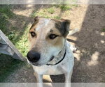 Small American Pit Bull Terrier Mix