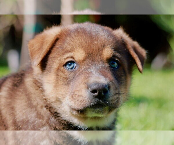 Medium Photo #1 Mutt Puppy For Sale in Lake Forest, CA, USA