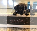 Small Photo #1 French Bulldog Puppy For Sale in APOLLO BEACH, FL, USA
