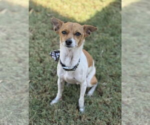 Italian Greyhuahua Dogs for adoption in Phoenix, AZ, USA