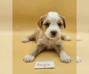Tibetan Terrier Puppy for sale in DORENA, OR, USA