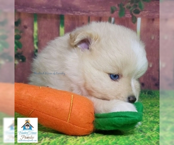Medium Photo #22 Pomsky Puppy For Sale in RAMSEY, MN, USA