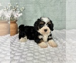 Small #3 Cavapoo