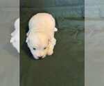 Puppy Apollo Coton de Tulear
