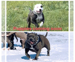 Small Photo #18 American Pit Bull Terrier Puppy For Sale in BUFFALO, NY, USA