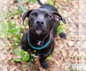 Dachsador Dogs for adoption in Washington, DC, USA