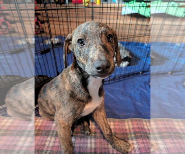 Medium Photo #2 Mountain Cur Puppy For Sale in Green Forest, AR, USA