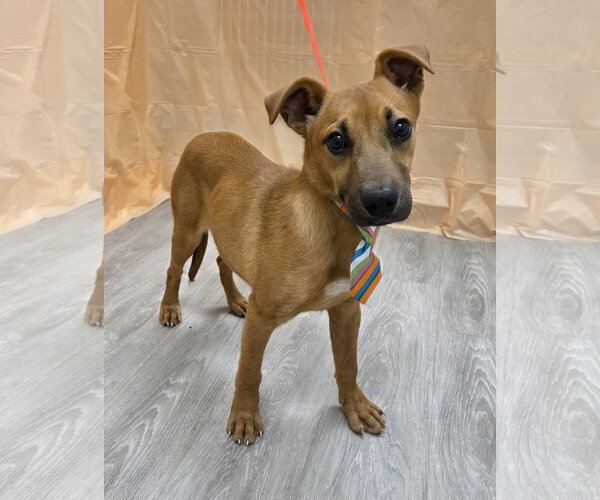 Medium Photo #4 Feist Terrier-Jack Russell Terrier Mix Puppy For Sale in Attalka, AL, USA