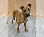 Small #3 Feist Terrier-Jack Russell Terrier Mix