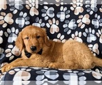 Small Photo #2 Golden Retriever Puppy For Sale in NOTTINGHAM, PA, USA