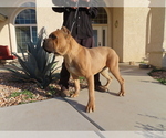 Small Photo #4 Cane Corso Puppy For Sale in APPLE VALLEY, CA, USA