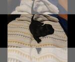 Small Photo #11 Maltipoo Puppy For Sale in BROOKFIELD, MO, USA