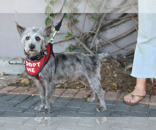 Medium Photo #7 Cairn Terrier-Miniature Schnauzer Mix Puppy For Sale in Mission Viejo, CA, USA