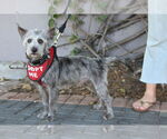 Small #6 Cairn Terrier-Miniature Schnauzer Mix
