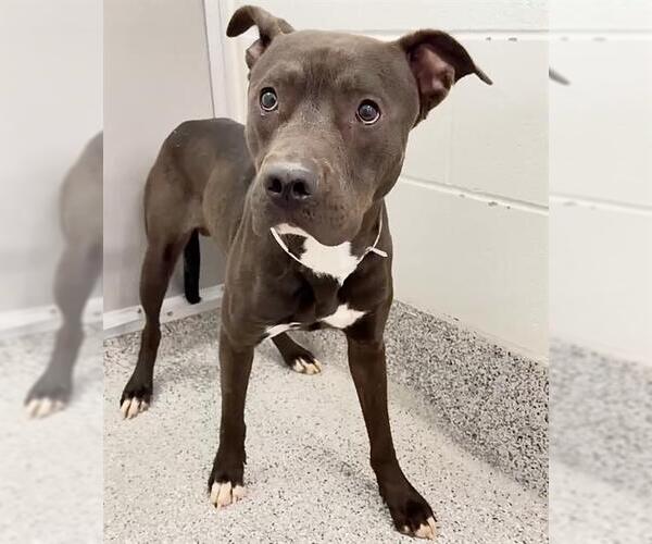 Medium Photo #2 Mutt Puppy For Sale in Houston, TX, USA