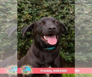 FREDDY - Male Black Mouth Cur Dog for Adoption - Photo #2