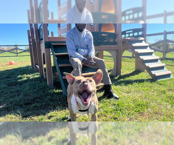 Medium Photo #6 American Pit Bull Terrier Puppy For Sale in Chestertown, MD, USA