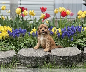 Cavapoo (Miniature) Puppy for sale in DUNDEE, OH, USA