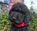 Small #2 Goldendoodle