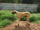 Small Photo #1 Great Dane Puppy For Sale in BLUE CREEK, OH, USA