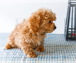 Small Photo #36 Poodle (Toy) Puppy For Sale in WAKARUSA, IN, USA