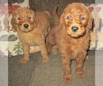 Small Photo #28 Goldendoodle Puppy For Sale in LINCOLN, AL, USA