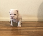 Small Photo #11 Bulldog Puppy For Sale in CHANDLER, AZ, USA