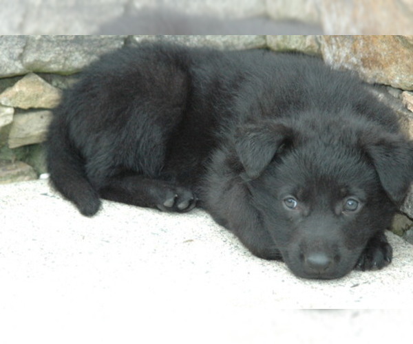 Medium Photo #4 German Shepherd Dog Puppy For Sale in HAMILTON, VA, USA