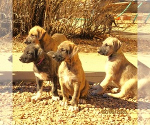 Irish Wolfhound Puppy for sale in MITCHELL, NE, USA