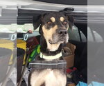 Small #2 Catahoula Leopard Dog Mix