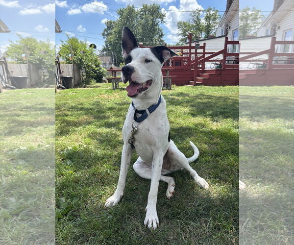 Medium Photo #4 Bullypit Puppy For Sale in Oakhurst, NJ, USA