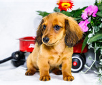 Small #2 Dachshund
