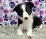 Small Photo #6 Border Collie Puppy For Sale in BLAKESBURG, IA, USA